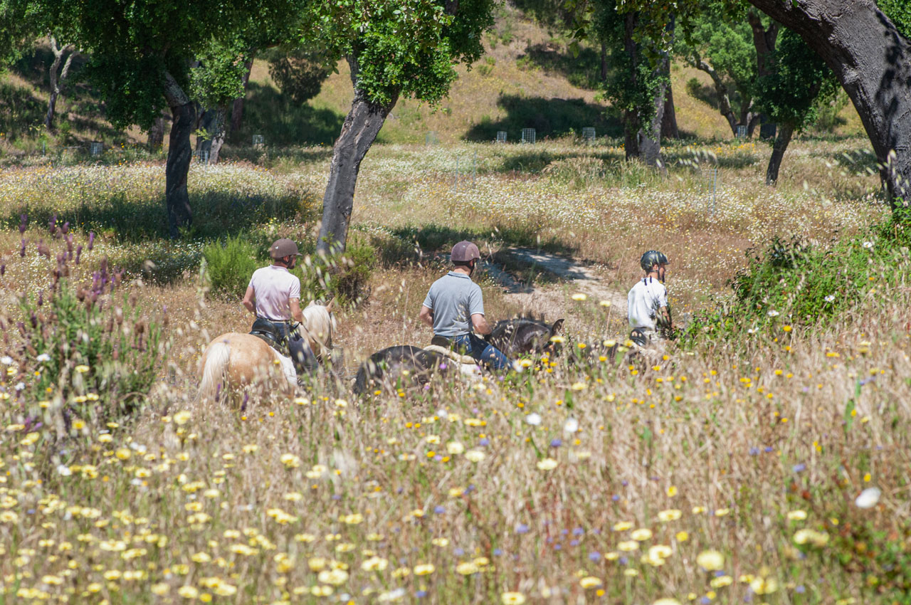 Passeios a cavalo