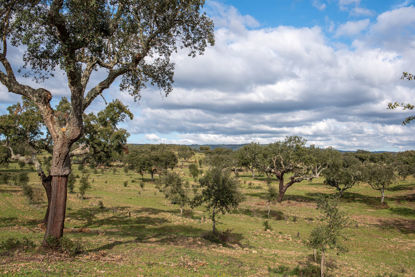 Imagem de Cortiça